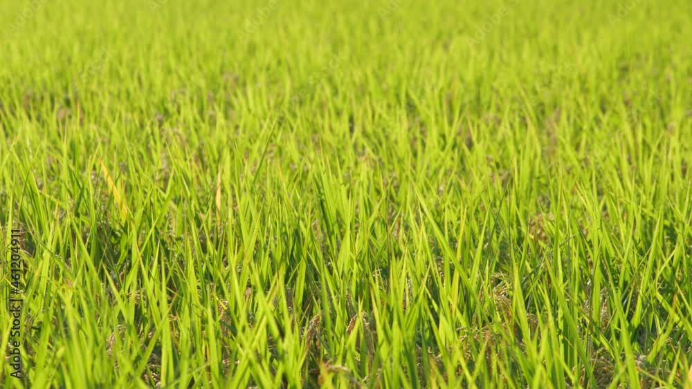 Autumn, well-grown rice before harvest. Autumn, well-grown rice before harvest.