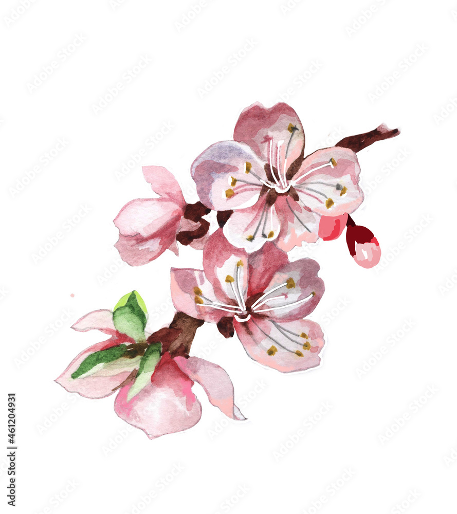 Naklejka premium Apricot flowers branch watercolor isolated on white background illustration for all prints.