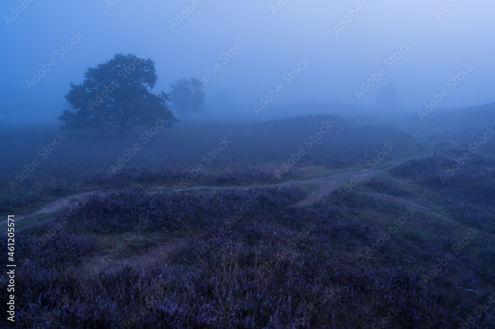 Foggy sunrise over Dutch heath landscape with flowering heather. Drente, the Netherlands. Foggy sunrise over Dutch heath landscape with flowering heather. Drente, the Netherlands.