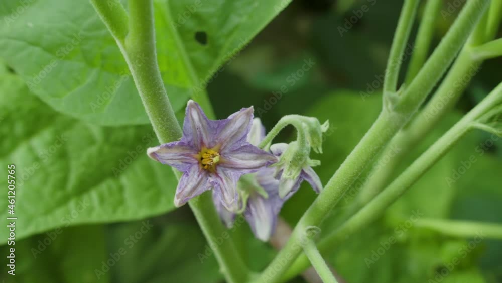 Aubergine, Melanzanie violett Aubergine, Melanzanie violett