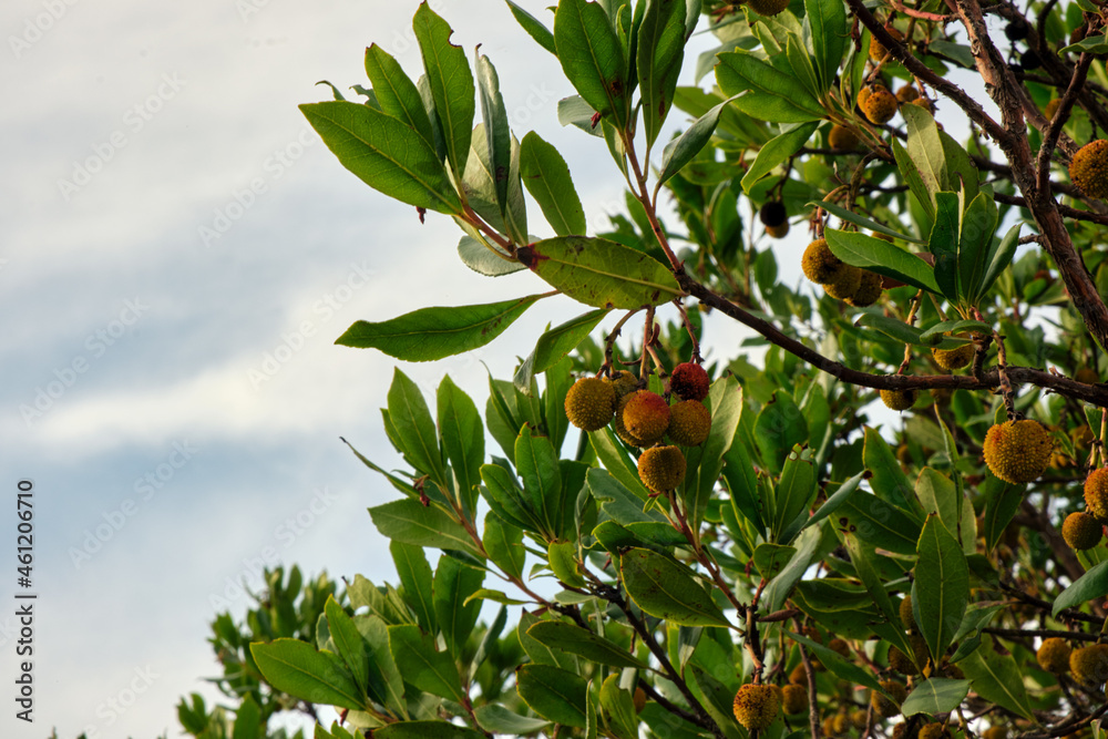 part of the arbutus tree with fruits, branches and leaves. Shot in diffuse natural light in the morning.