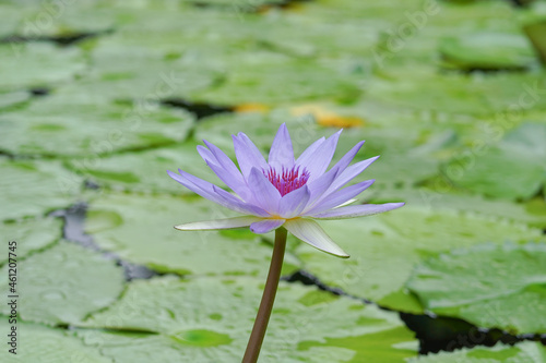 a blue lotus flower backgroung blurred it s leaves