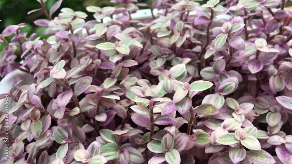 Abstract of wind is blowing the Creeping Basketplant OR Turtle Vine OR Bolivian Jew (Callisia Repens Pink Lady) is low growing succulent plant. No sound VDO Abstract of wind is blowing the Creeping Basketplant OR Turtle Vine OR Bolivian Jew (Callisia Repens Pink Lady) is low growing succulent plant. No sound VDO