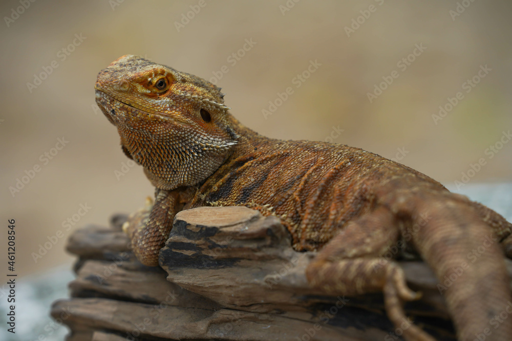 Fototapeta premium bearded dragon lizard