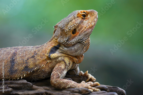 bearded dragon lizard © SUKTSHAT