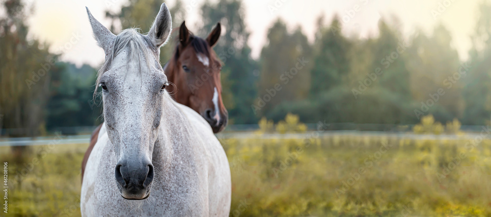 A horse in an autumn meadow against the background of a blurred forest. Natural landscape. Banner with place for text.