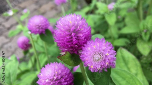 Abstract blooming Globe amaranth flower (Gomphrena globosa) in family Amaranthaceae that is tropical annual plant. (No sound video) photo
