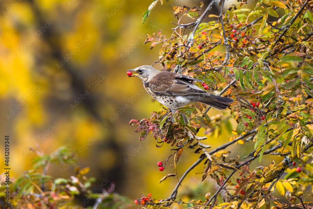 Fototapeta premium The fieldfare is sitting on a rowan branch with a ripe red rowan berry in its beak. Wild bird on a bright colorful autumn nature.