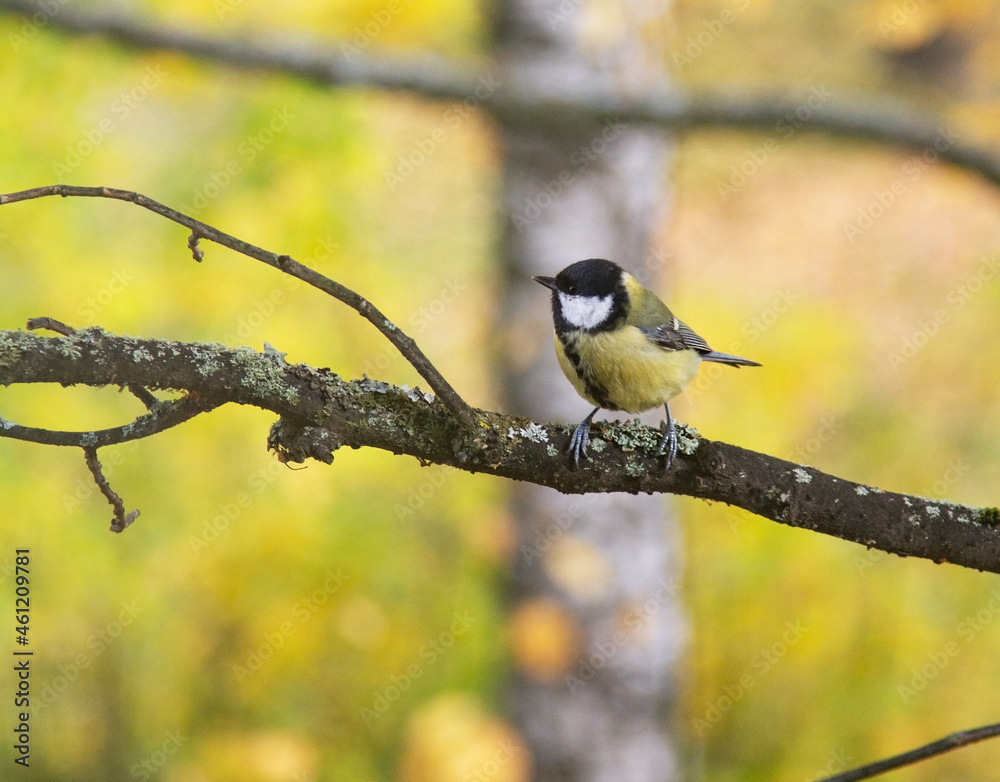 Fototapeta premium tit on a tree branch in autumn park