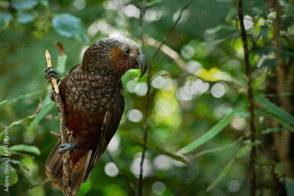 A New Zealand kaka parched on a tree branch in the woods