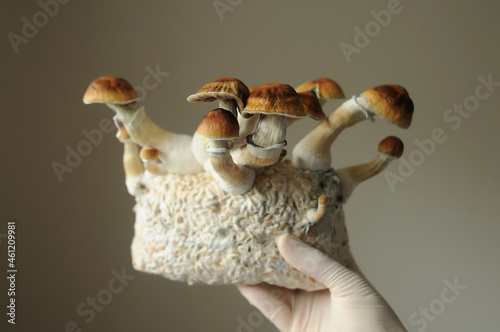 Mycelium block of psilocybin psychedelic mushrooms Golden Teacher. Grower man with Psilocybe Cubensis mushrooms. Macro view, close-up. Micro-dosing concept.