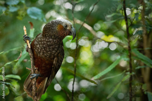 A New Zealand kaka parched on a tree branch in the woods photo