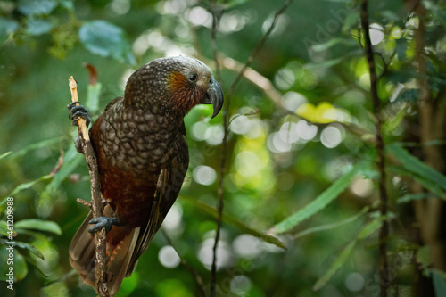 Obraz na płótnie A New Zealand kaka parched on a tree branch in the woods w salonie