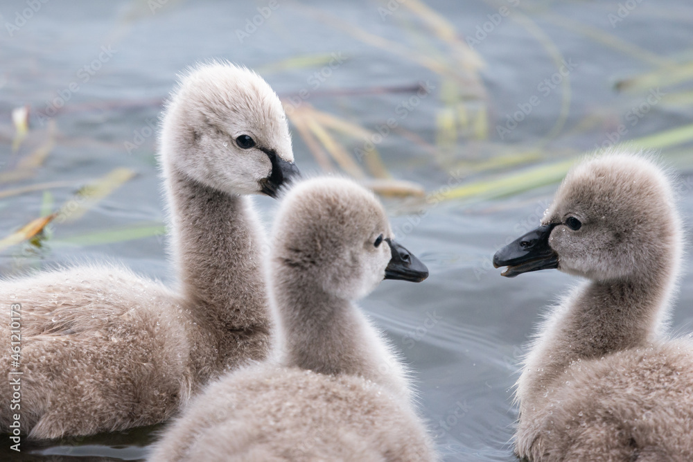 Cute black swan cygnets swimming in the water