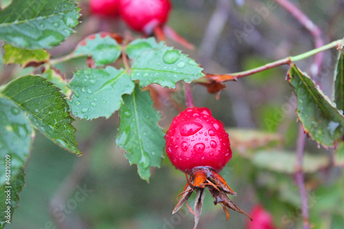 wild rose hips