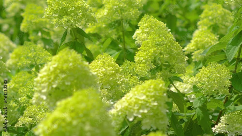 Flowers in the garden background in 4k slow motion 60fps Flowers in the garden background in 4k slow motion 60fps
