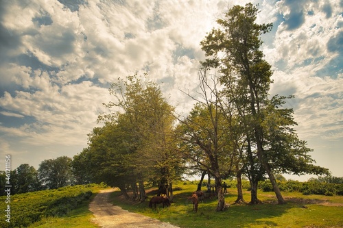 Wallpaper Mural Wonderful summer landscape. Green trees grow on the hillside. The country road goes into the distance. A small grove behind. Golden cumulus clouds create the rays of the sun. Torontodigital.ca