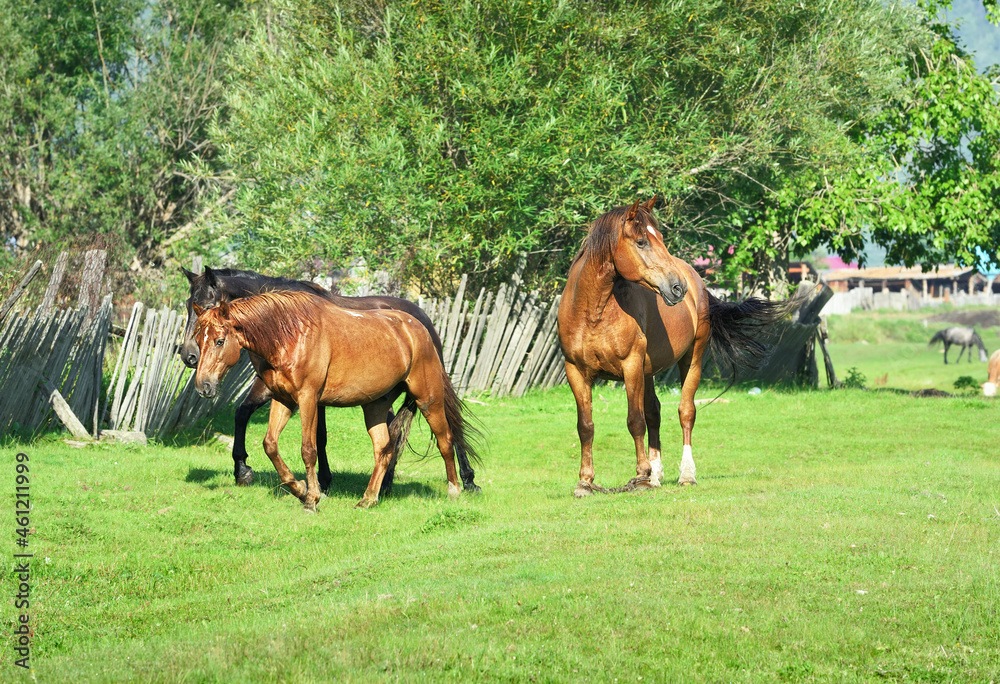 Fototapeta premium Horses on the edge of the village