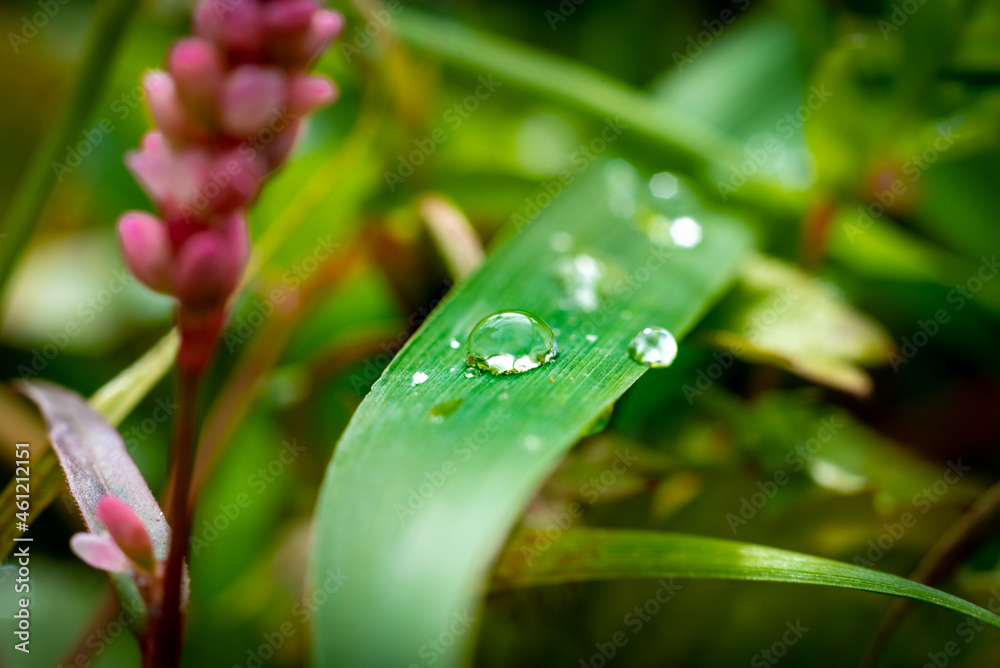 water drops on a flower water drops on a flower