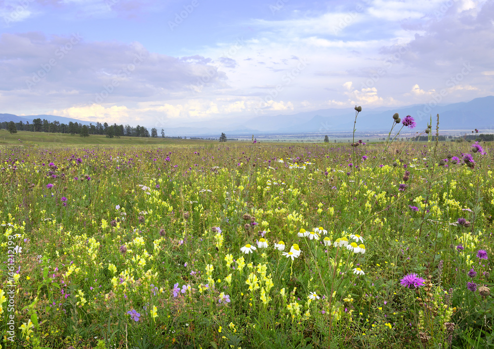 Blooming meadow in the Uymon Valley