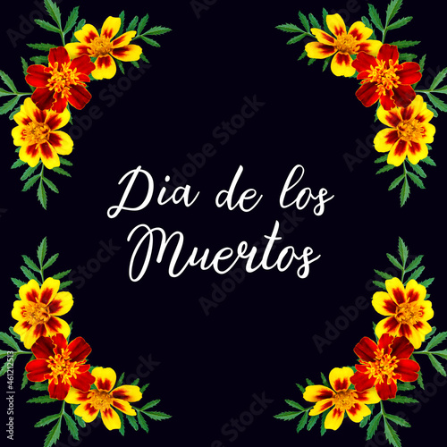 Marigold photo design elemets isolated on black background with spanish handwritting lettering Day of the Dead for print produts  social media  autumn decorations.