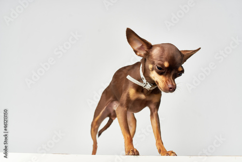 a small dog friend of human close-up light background