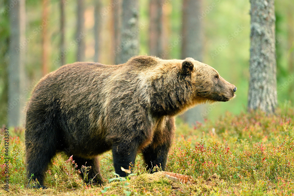Brown bear (Ursus arctos) with the forest background