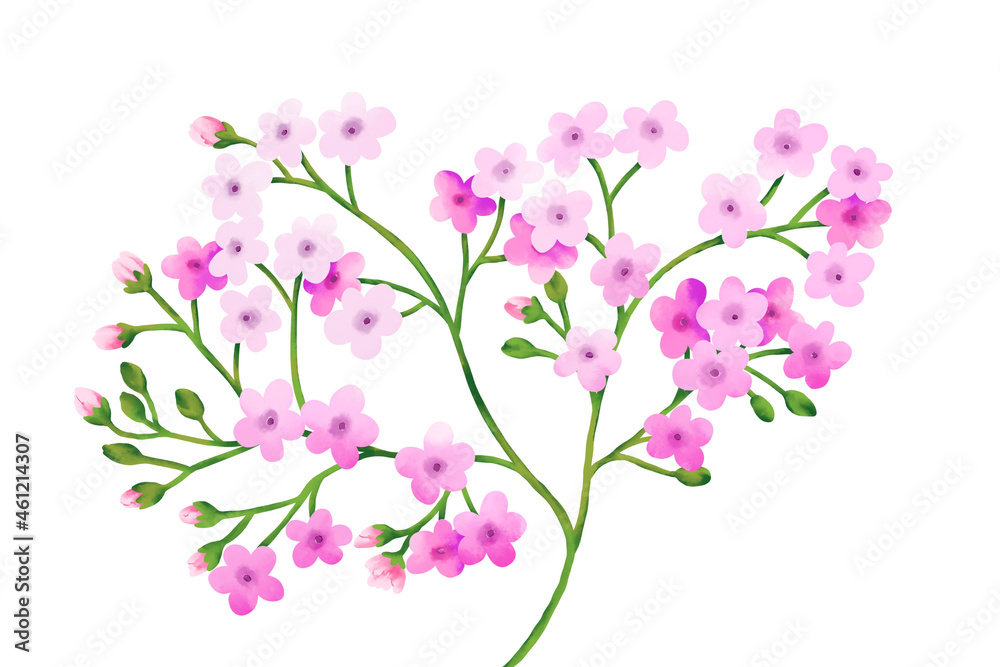 Branch of the pink watercolor flower isolated on white background. Tender, pink  small flowers.