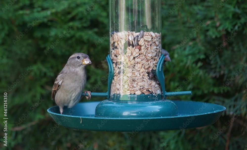 Naklejka premium garden,bird,feeder,sparrow