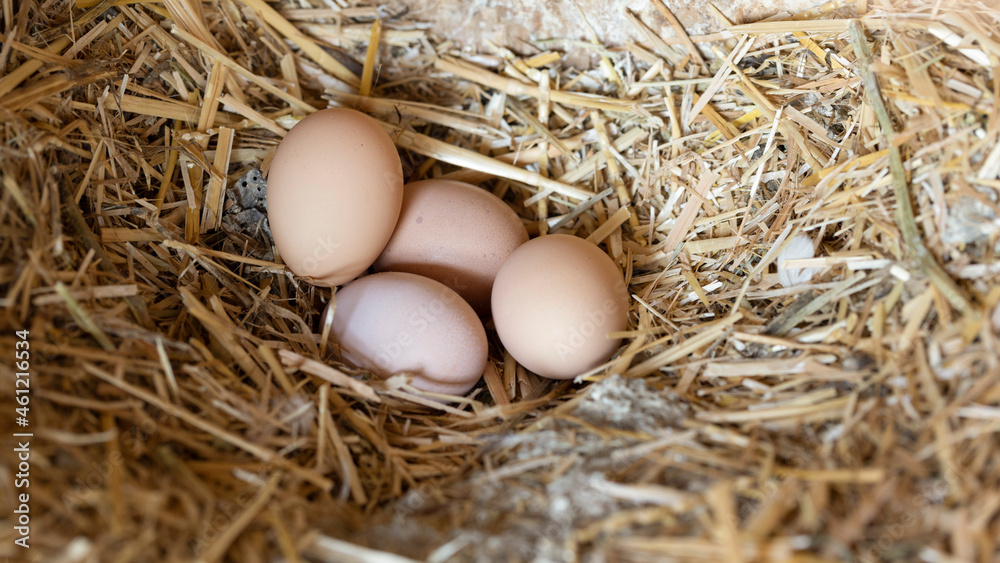 group of eggs on straw in a nesting-box