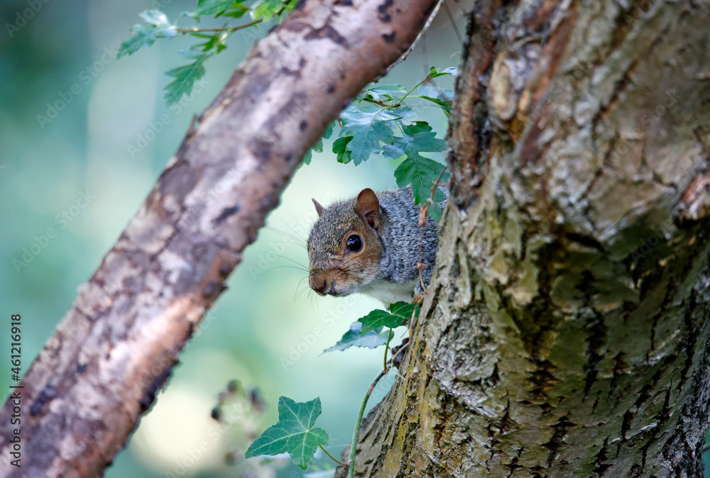 Inquisitive grey squirrel in a tree in the woods Inquisitive grey squirrel in a tree in the woods