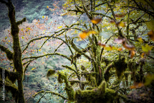 tree branches in moss, mountain forest