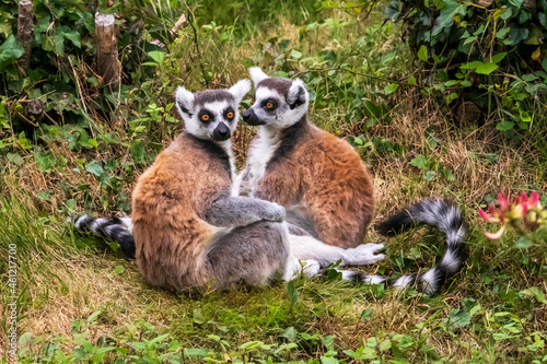 Couple de maki catta à queue zébrée  © guitou60