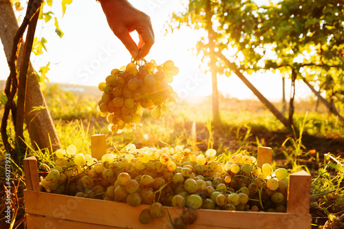 Fotografia during harvest, close up the hand of a farmer picking a white grape in the box