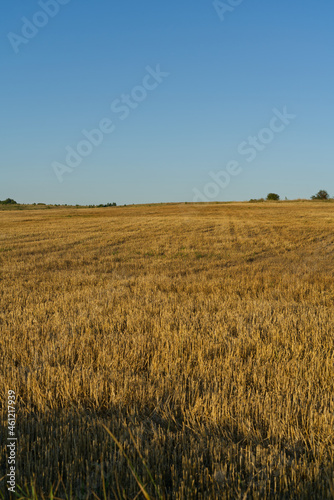 The field after harvesting.