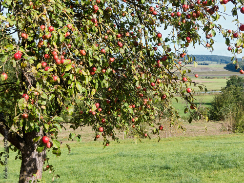 reife bioäpfel am Baum kurz vor der ernte