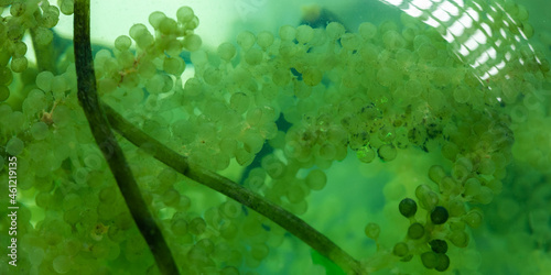 green algae nature backgrou...