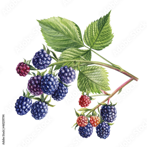 Watercolor blackberries on a branch, isolated white background. Botanical illustration berries 