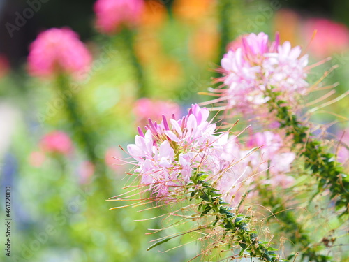 カラフルでかわいいクレオメの花畑 photo