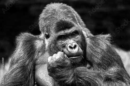 Gorille en gros plan en noir et blanc 