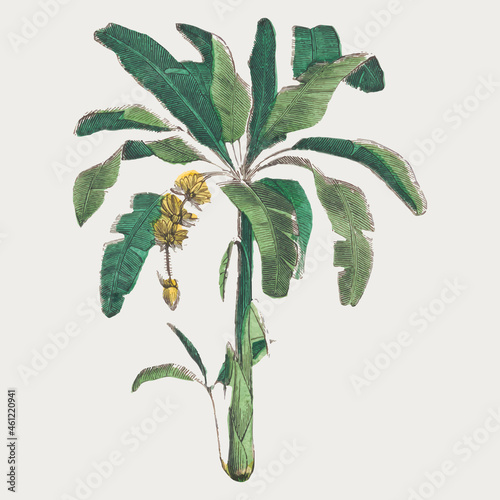 Banana tree vector botanical art print, remix from artworks by by Marcius Willson and N.A. Calkins