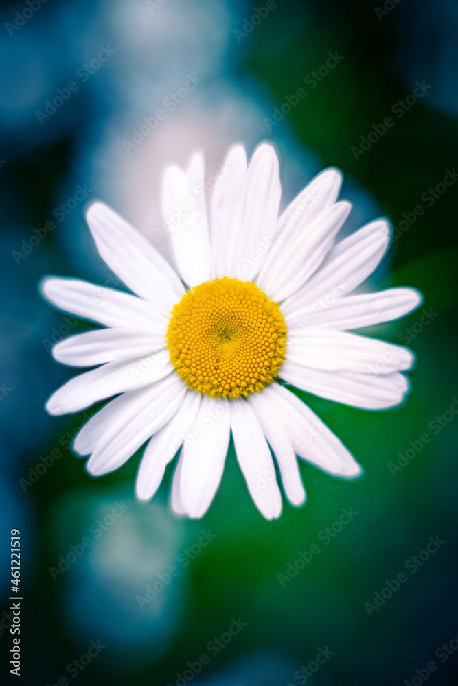 Obraz premium daisy on blue