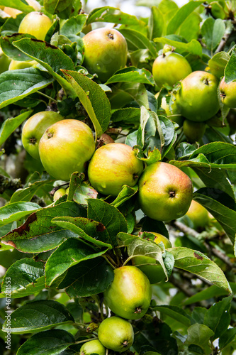 Croissance de pommes sur l'arbre