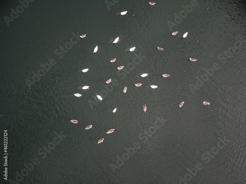 Flock of geese floating around