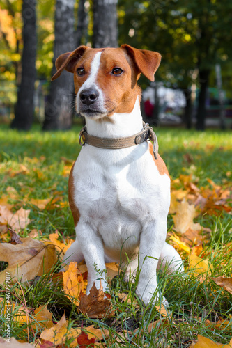 jack russell terrier in the leaves in autumn