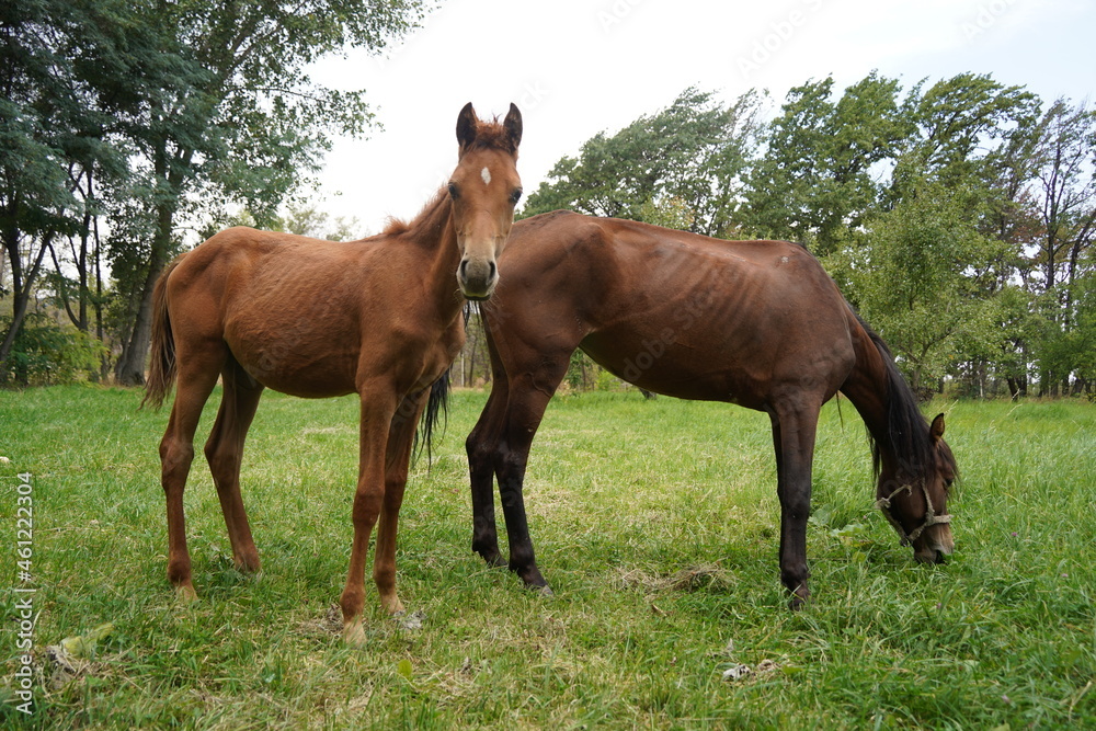 A horse grazes in an apple orchard A horse grazes in an apple orchard