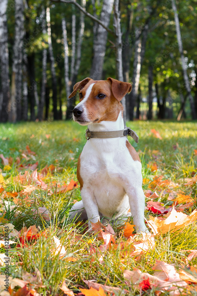 jack russell terrier in the leaves in autumn
