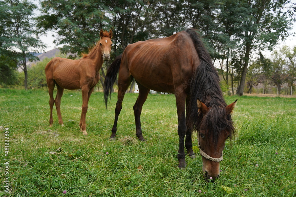 A horse grazes in an apple orchard A horse grazes in an apple orchard