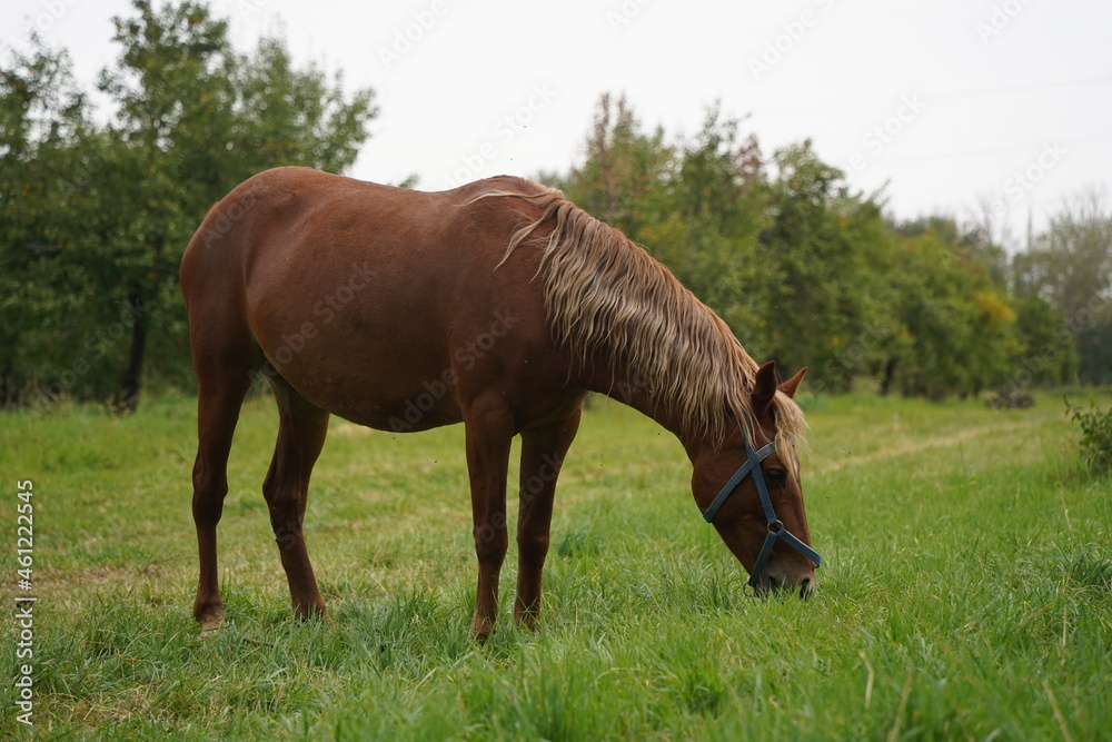 A horse grazes in an apple orchard