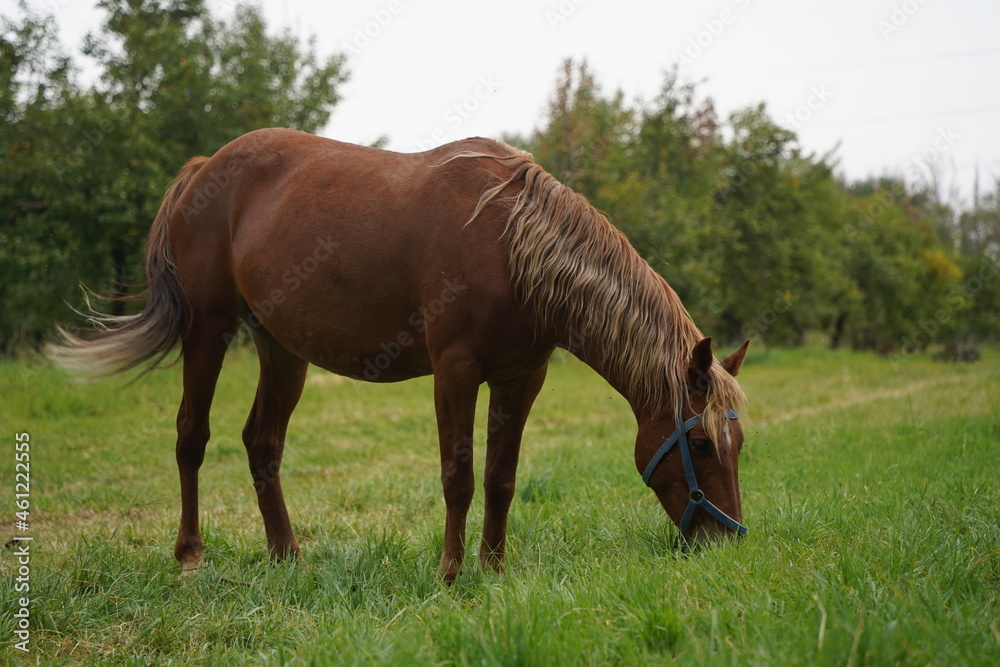 A horse grazes in an apple orchard A horse grazes in an apple orchard